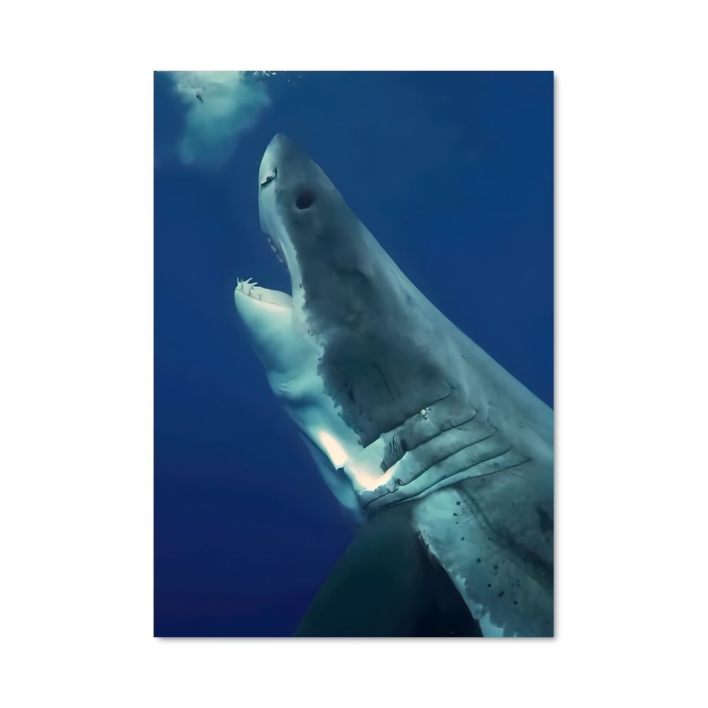 Poster Great white